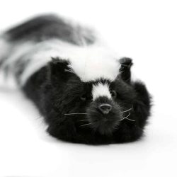 Original Sammy The Skunk - Spring Animal By Magic Makers